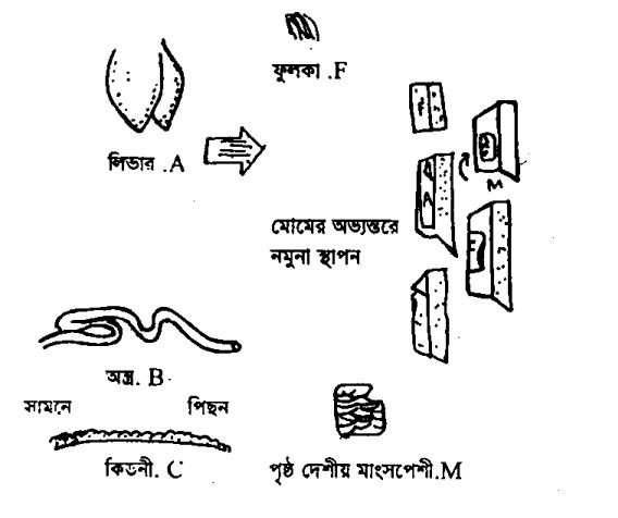 হিষ্টোলজী পদ্ধতিতে কলাররোগাক্রান্ত অবস্থা দেখার জন্য বিভিন্ন অঙ্গের নমুনা সংগ্রহ
