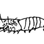 ব্যাকটেরিয়া পৃথকীকরণের জন্য পেটের মাংস থেকে নমুনা সংগ্রহ ও গুরুত্বপূর্ণ আভ্যন্তরীন অঙ্গসমূহ