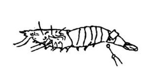 ব্যাকটেরিয়া পৃথকীকরণের জন্য পেটের মাংস থেকে নমুনা সংগ্রহ ও গুরুত্বপূর্ণ আভ্যন্তরীন অঙ্গসমূহ