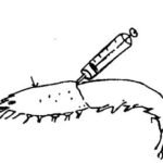 হিমোলিক্ষ (Haemolymph সংগৃহীত হচ্ছে (হৃদপিন্ড থেকে)