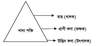 খাদ্য জালিকা