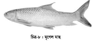 চাষযোগ্য মাছের জীবন বৃত্তান্ত