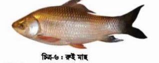 চাষযোগ্য মাছের জীবন বৃত্তান্ত
