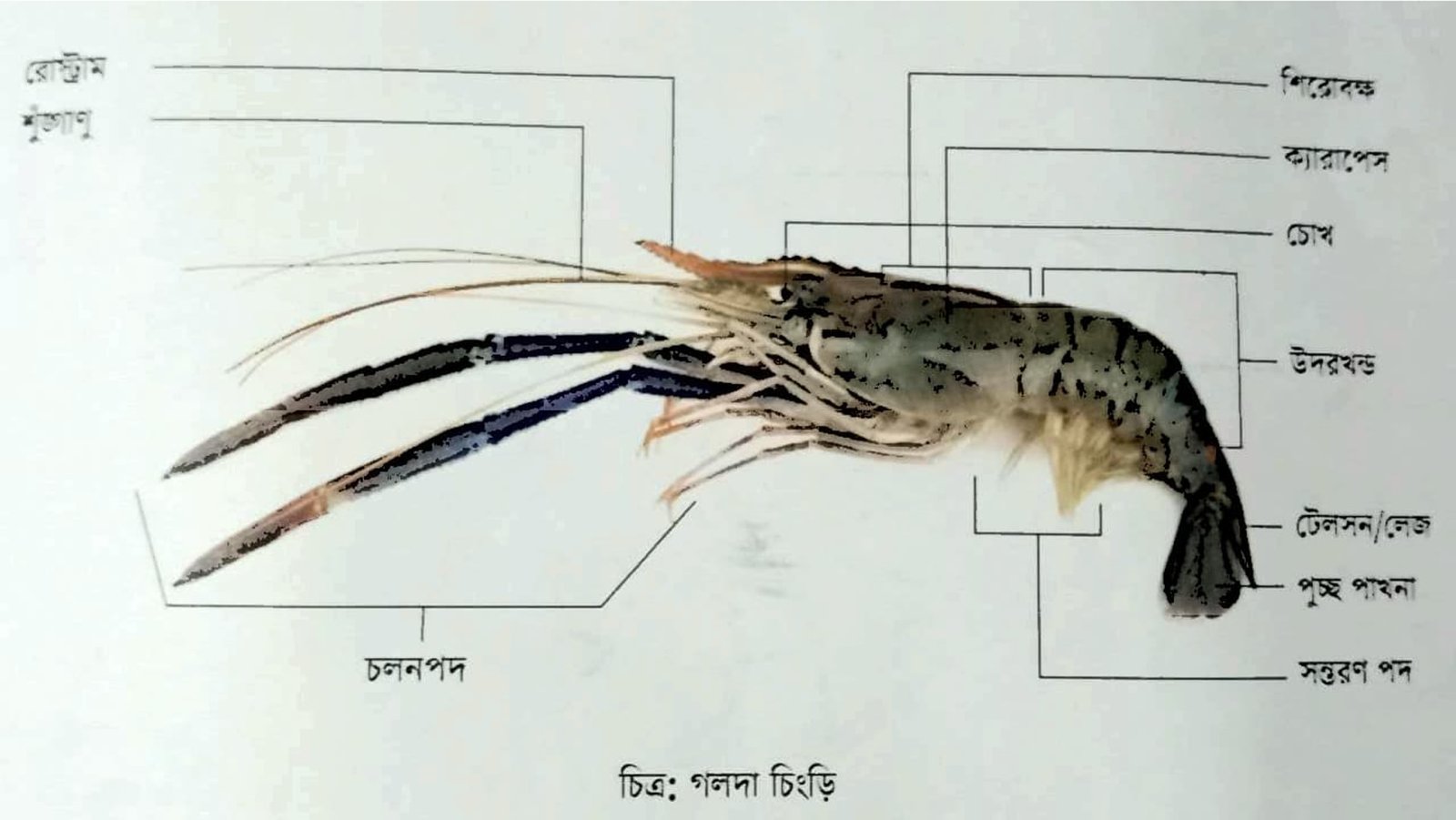শ্রিম্প কালচার এন্ড ব্রিডিং ২ প্রথম পত্র ব্যবহারিক | ব্যবহারিক | শ্রিম্প কালচার এন্ড ব্রিডিং-২