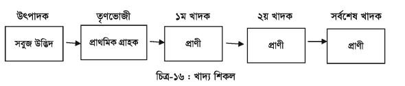 খাদ্য শিকল