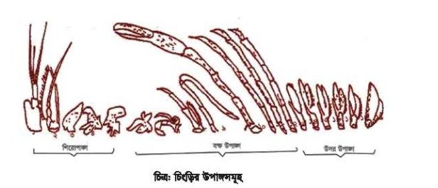 গলদা চিংড়ির জীববিদ্যা