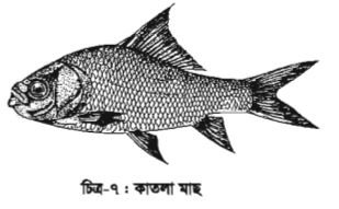 চাষযোগ্য মাছের জীবন বৃত্তান্ত