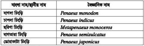 চিংড়ি পরিচিতি, জীববিদ্যা ও চাষ ব্যবস্থাপনা