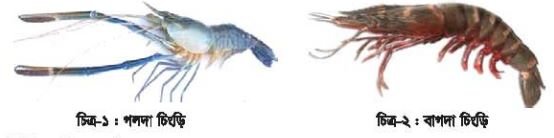 চিংড়ি পরিচিতি, জীববিদ্যা ও চাষ ব্যবস্থাপনা