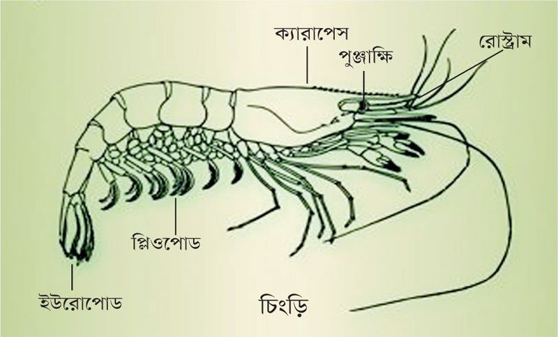 বাগদা চিংড়ির বাহ্যিক গঠন । ২য় অধ্যায় । শ্রিম্প কালচার এন্ড ব্রিডিং ১