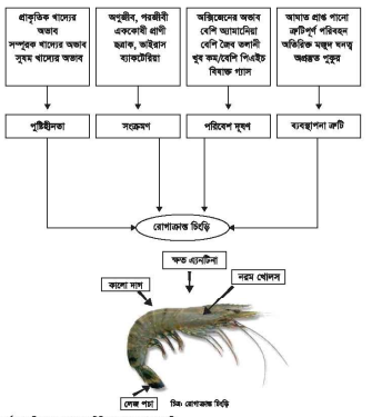 গলদা চিংড়ির রোগ ব্যবস্থাপনা | অধ্যায়-৬ষ্ঠ | শ্রিম্প কালচার এন্ড ব্রিডিং-২
