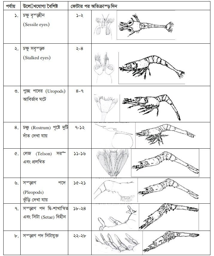 চিংড়ির খাদ্য গ্রহণ ও পরিপাক প্রক্রিয়া | অধ্যায়-১ | শ্রিম্প কালচার এন্ড ব্রিডিং-২