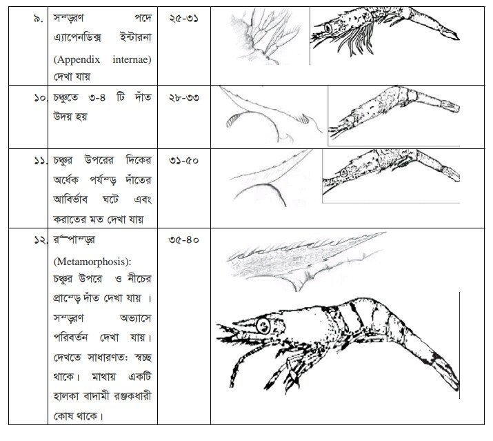 চিংড়ির খাদ্য গ্রহণ ও পরিপাক প্রক্রিয়া | অধ্যায়-১ | শ্রিম্প কালচার এন্ড ব্রিডিং-২