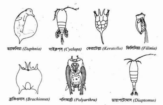 চাষযোগ্য মাছের খাদ্য ও পুষ্টি