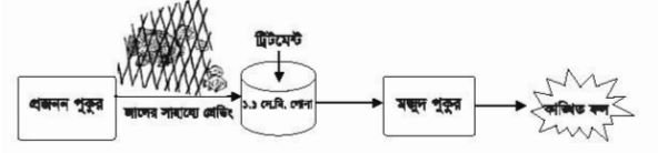 কোন তেলাপিয়াকে মনোসেক্স তেলাপিয়ায় রূপান্তরিত করা যেতে পারে