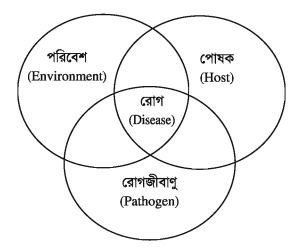 চাষযোগ্য মাছের সাধারণ রোগ