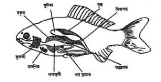 ফিস কালচার অ্যান্ড ব্রিডিং - ১ প্রথমপত্র ব্যবহারিক