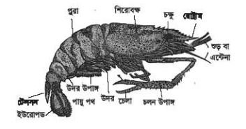 ফিস কালচার অ্যান্ড ব্রিডিং - ১ প্রথমপত্র ব্যবহারিক