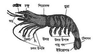 ফিস কালচার অ্যান্ড ব্রিডিং - ১ প্রথমপত্র ব্যবহারিক