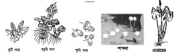 ফিস কালচার অ্যান্ড ব্রিডিং - ১ প্রথমপত্র ব্যবহারিক
