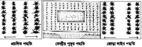 ধানের সাথে মাছের চাষ