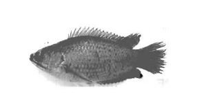 ব্যবহারিক