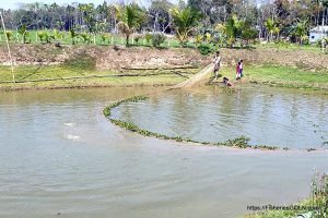 একটি আদর্শ পুকুরের বৈশিষ্ট্য