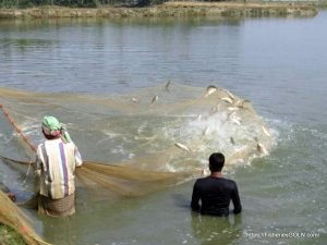 কম খরচে বাড়ির পুকুরে অধিক মাছের ফলন কিভাবে করবেন