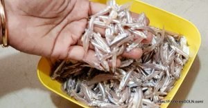 বাংলাদেশের স্বাস্থ্য পরিচর্যায় অনুপুষ্টি সমৃদ্ধ ছোট মাছ - কাচকি মাছ, Corica Soborna Achilles