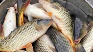 মাছ চাষে জাতীয় শত্রু ইঁদুর নিধনে করণীয়