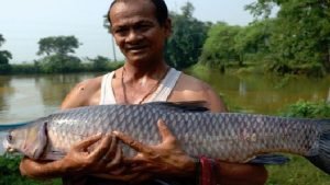 স্বল্প পুঁজিতে গ্রাসকার্প নির্ভর লাভজনক মাছচাষ