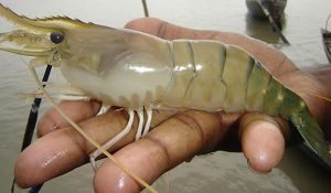 চিংড়ির রোগ