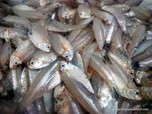 ঢেলা মাছ