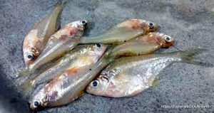 ঢেলা মাছ