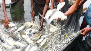 মৎস্য চাষ ব্যবস্থাপনায় যান্ত্রিকীকরণ
