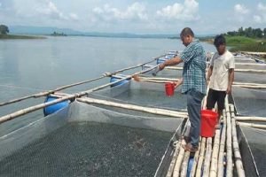 খাঁচায় মাছ চাষ