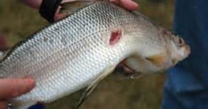 মাছের রোগ ব্যবস্থাপনা