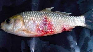 মাছের রোগ