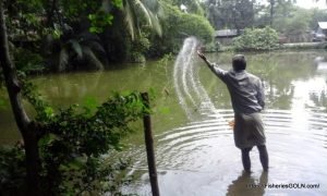 মাছ চাষে যেভাবে আতুর পুকুর প্রস্তুত করবেন