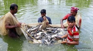 লাভজনক পদ্ধতিতে মাছ চাষ