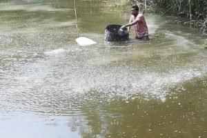 সহনশীল মৎস্য উৎপাদনে মাটি ও পানির স্বাস্থ্য ব্যবস্থাপনা