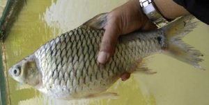 আত্মকর্মসংস্থানে রাজপুঁটি মাছের চাষ