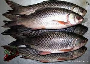 রুই মাছ [ Labeo rohita ]