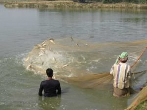 মৎস্য খাত : আমাদের কর্মই আমাদের ভবিষ্যৎ