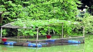 অ্যাকোয়াপনিক্স পদ্ধতিতে মাছ ও সবজির সমন্বিত চাষ