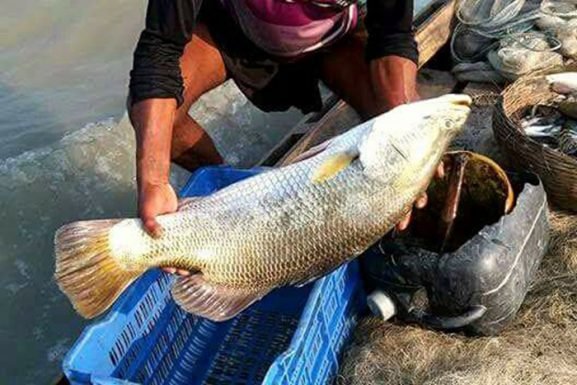 বাংলাদেশের মৎস্য সম্পদ