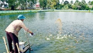 কার্প জাতীয় মাছের মিশ্রচাষ