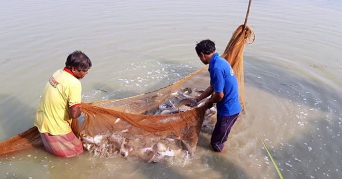 মৎস্য রক্ষা ও সংরক্ষণ আইন