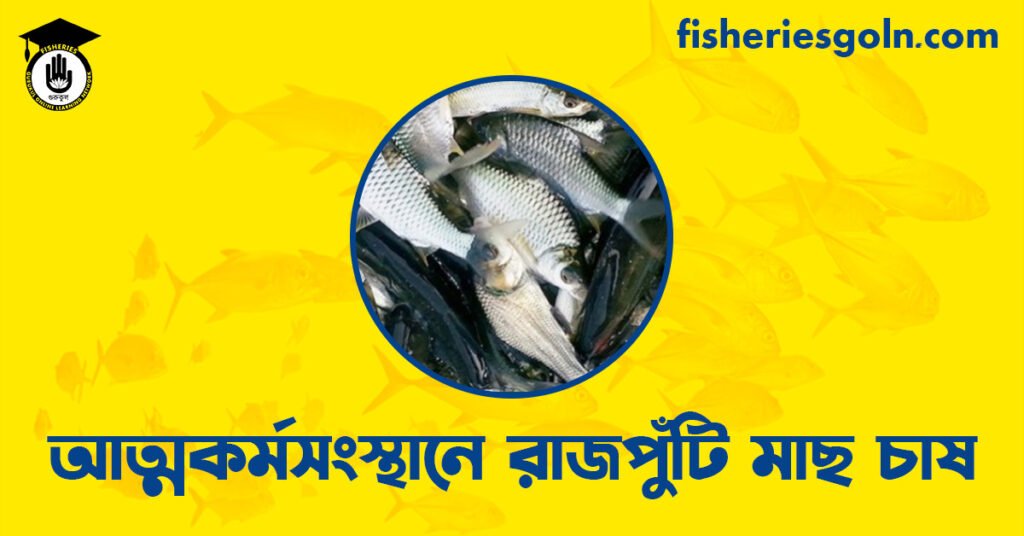 আত্মকর্মসংস্থানে রাজপুঁটি মাছ চাষ