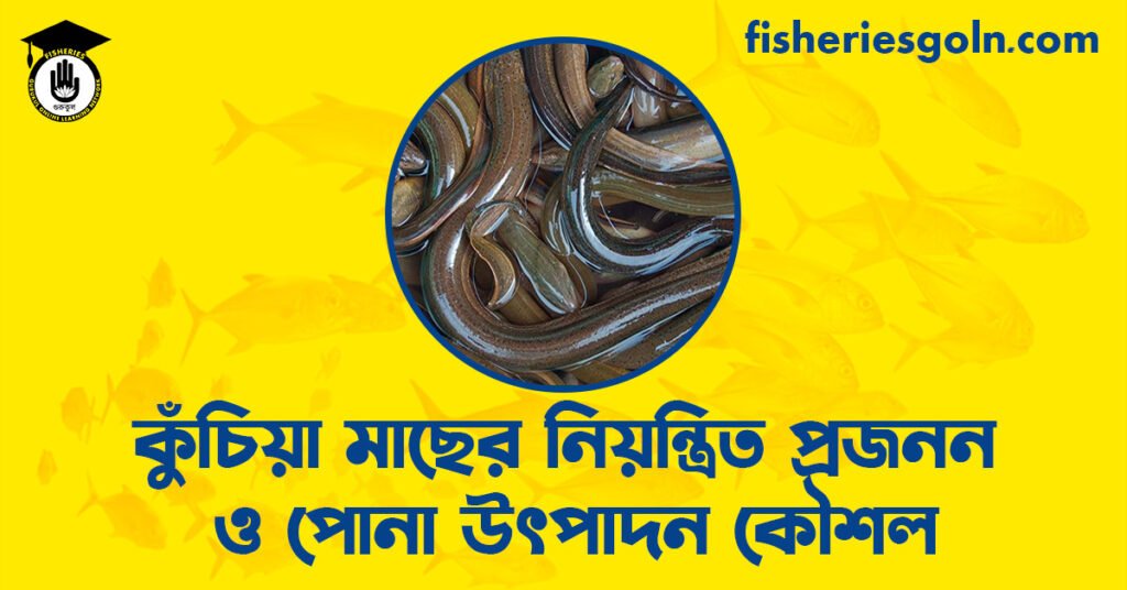 কুঁচিয়া মাছের নিয়ন্ত্রিত প্রজনন ও পোনা উৎপাদন কৌশল